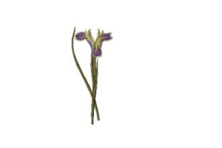 Iris Tuberosa Embroidery Review