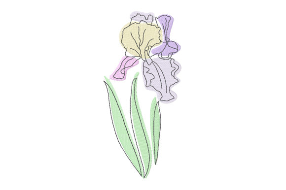 Pastel and Line Art Iris Flower