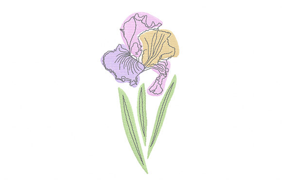 Pastel Iris Flower Review
